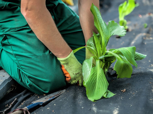 LANDTEX - Landscaping Membrane